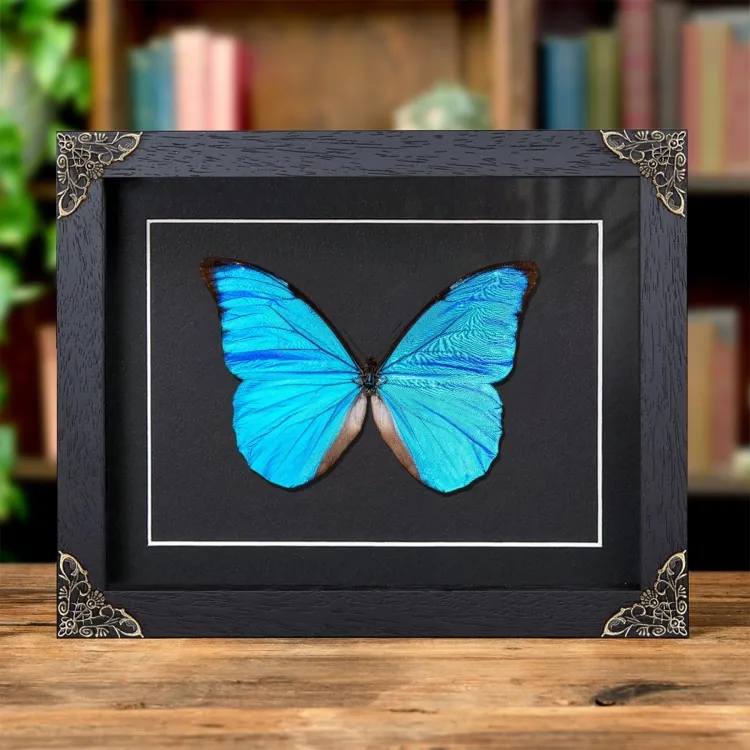 Anaxibia Morpho Butterfly In Baroque Style Frame (Morpho anaxibia)