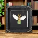 Minibeast Female Gray's Leaf Insect with Wings Spread In Baroque Style Frame (Phyllium bioculatum)