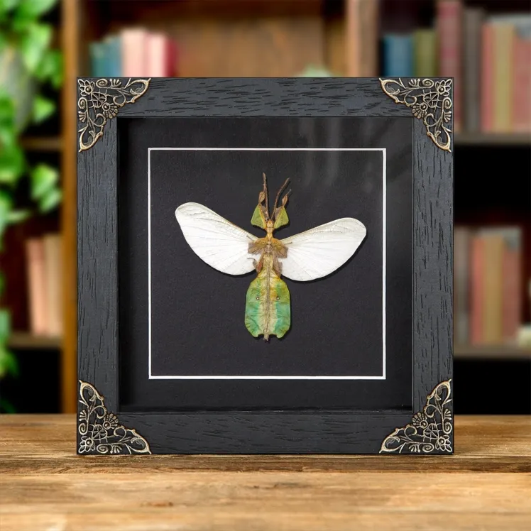 Female Gray's Leaf Insect with Wings Spread In Baroque Style Frame (Phyllium bioculatum)