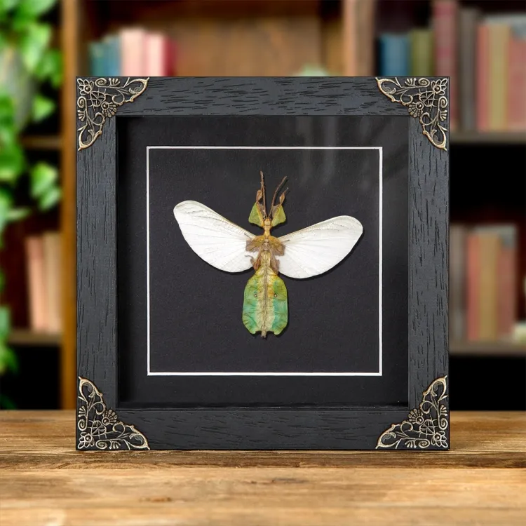 Female Gray's Leaf Insect with Wings Spread In Baroque Style Frame (Phyllium bioculatum)