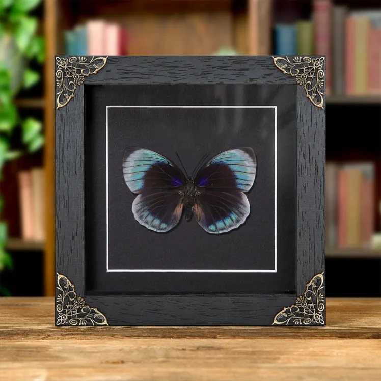 Female Agrias Butterfly In Baroque Style Frame (Agrias beata beatifica)