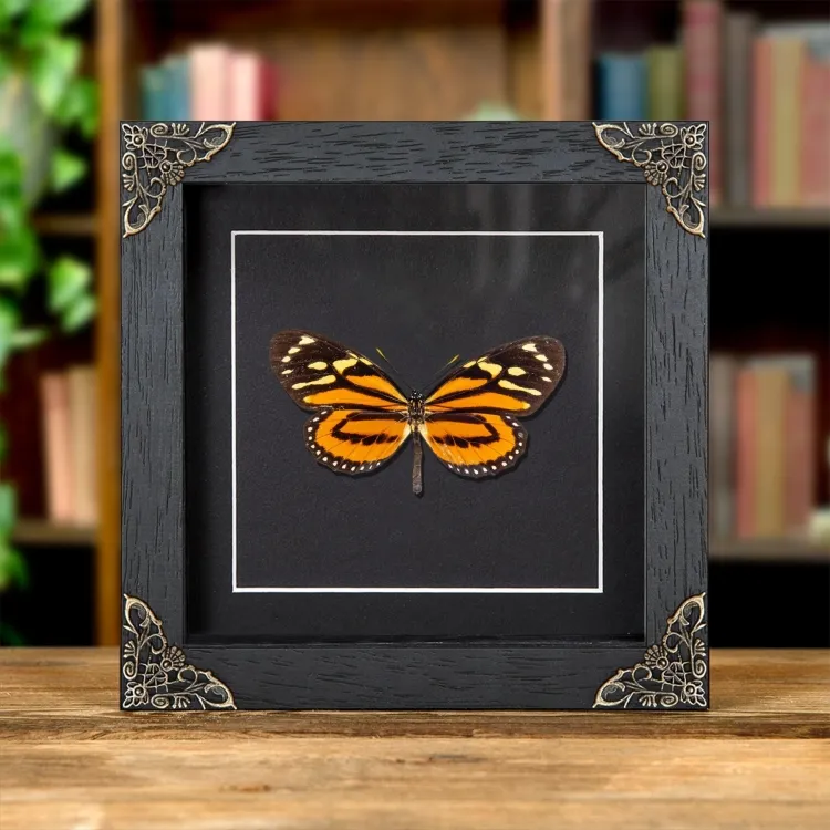 Tropical Milkweed Butterfly In Baroque Style Frame (Lycorea halia)