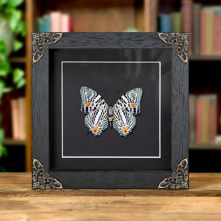 The Amazon Beauty Butterfly In Baroque Style Frame (Baeotus amazonicus)