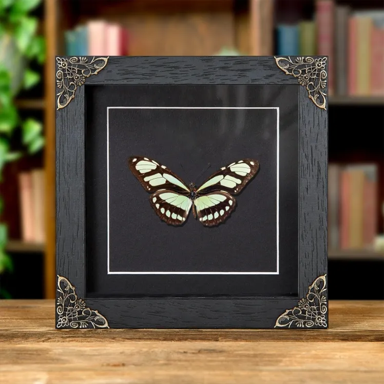 Scarce Bamboo Page Butterfly In Baroque Style Frame (Philaethria dido)