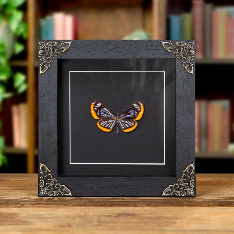 Stalachtis phaedusa Butterfly In Baroque Style Frame from Brazil