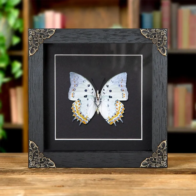 Jewelled Nawab Butterfly In Baroque Style Frame (Polyura delphis)