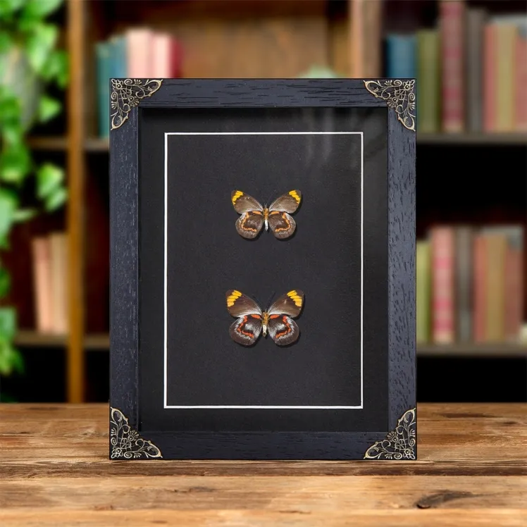 Black Jezebel Butterfly Male & Female Pair In Baroque Style Frame (Delias nigrina)