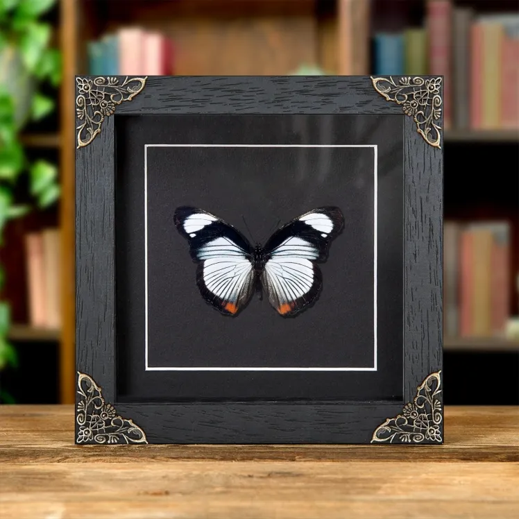 Red Spot Diadem Butterfly In Baroque Style Frame (Hypolimnas usambara)