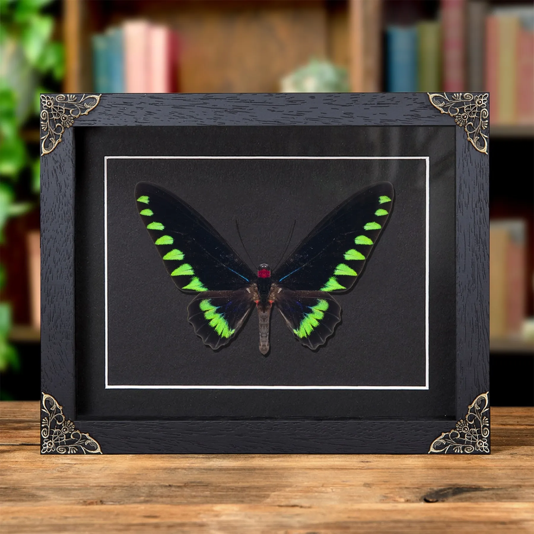Minibeast Papillon Palawan papillon oiseau dans un Cadre Baroque (Trogonoptera trojana)