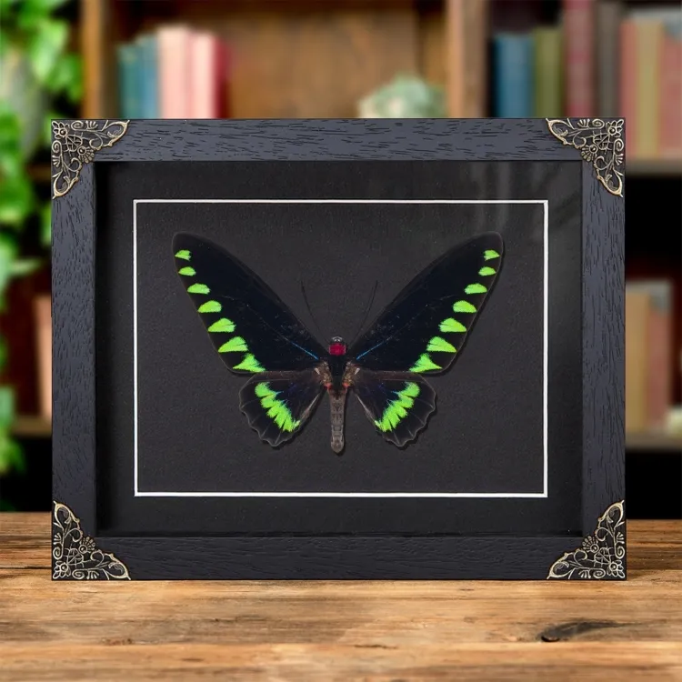 Palawan Birdwing Butterfly In Baroque Style Frame (Trogonoptera trojana)