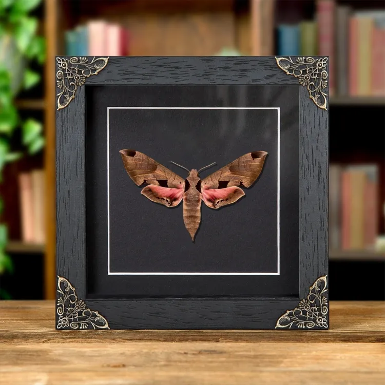 Achemon Sphinx Moth In Baroque Style Frame (Eumorpha achemon)
