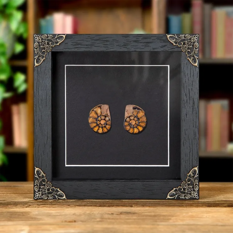 Small Hematite Ammonite Pair In Baroque Style Frame (Cleoniceras sp)