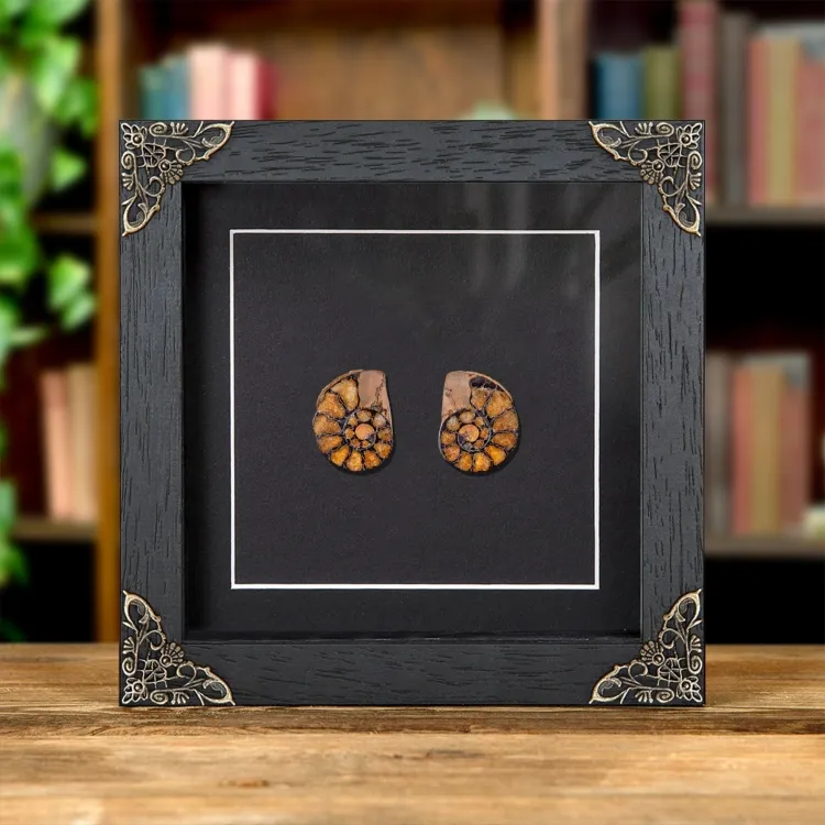 Rare Hematite Ammonite Pair In Baroque Style Frame (Cleoniceras sp)