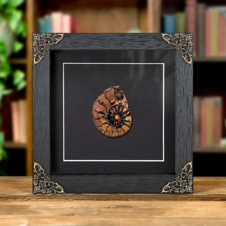 Rare Hematite Ammonite In Baroque Style Frame (Cleoniceras sp)