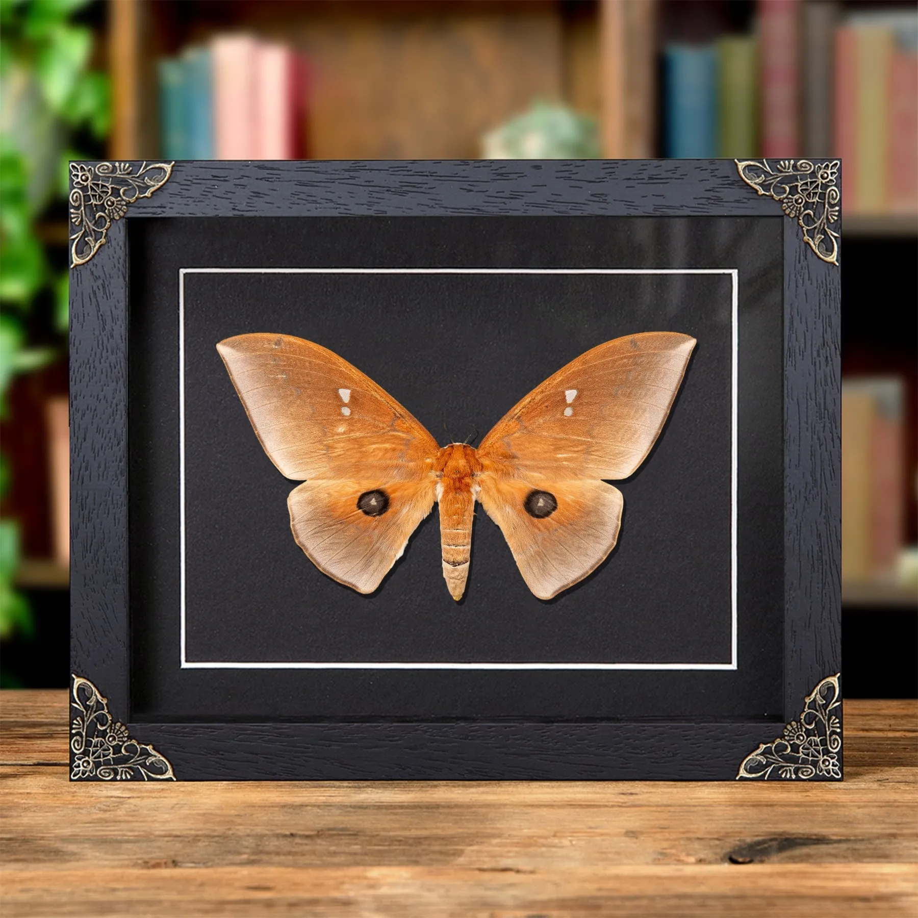 Giant Silkmoth In Baroque Style Frame (Pseudobunaea alinda) Minibeast Giant Silkmoth In Baroque Style Frame (Pseudobunaea alinda)