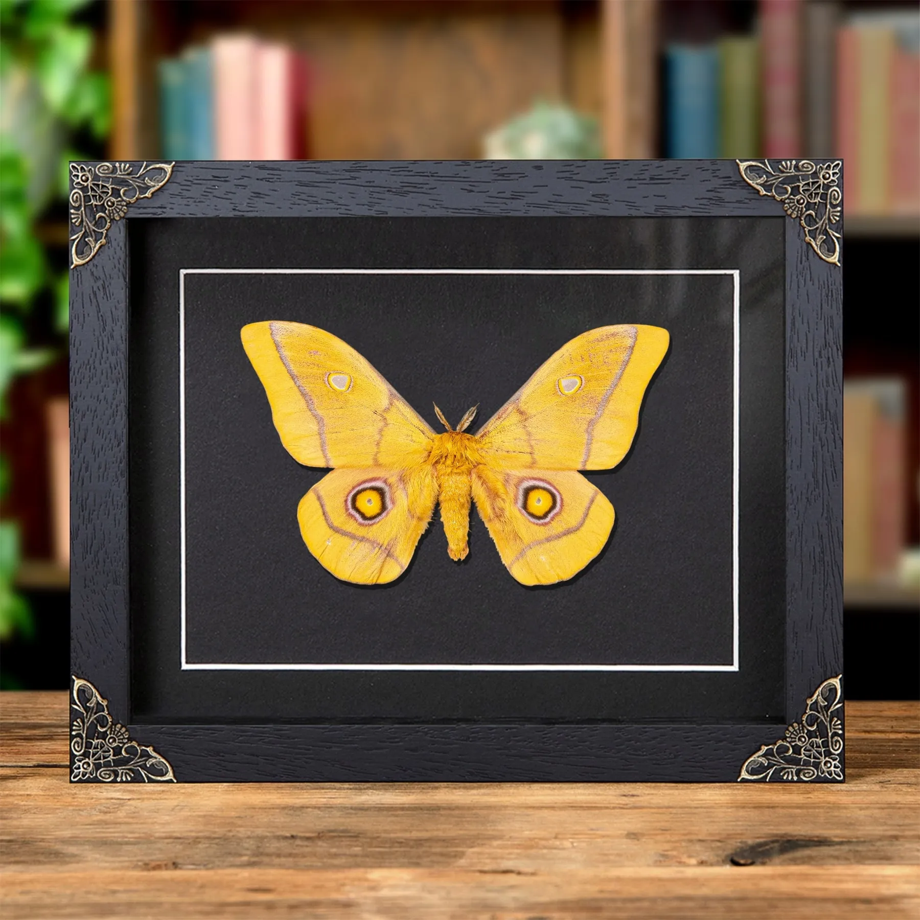African Golden Emperor In Baroque Style Frame (Gonimbrasia krucki) Minibeast African Golden Emperor In Baroque Style Frame (Gonimbrasia krucki)