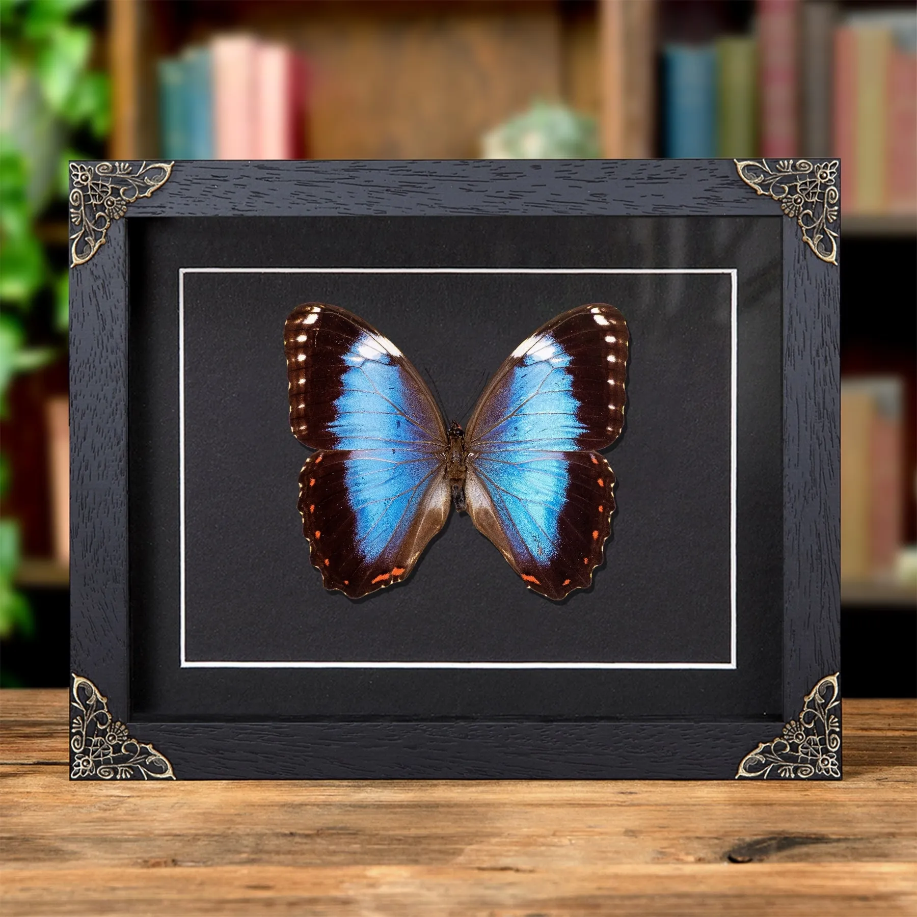 Helenor Blue Morpho Butterfly In Baroque Style Frame (Morpho helenor violaceus) Minibeast Helenor Blue Morpho Butterfly In Baroque Style Frame (Morpho helenor violaceus)