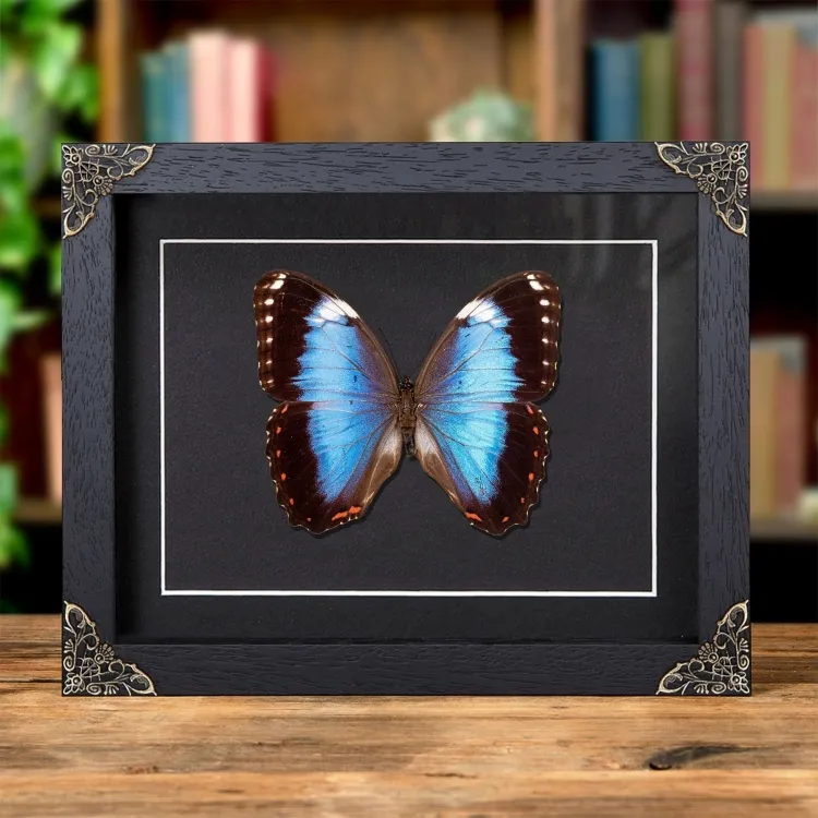 Helenor Blue Morpho Butterfly In Baroque Style Frame (Morpho helenor violaceus)