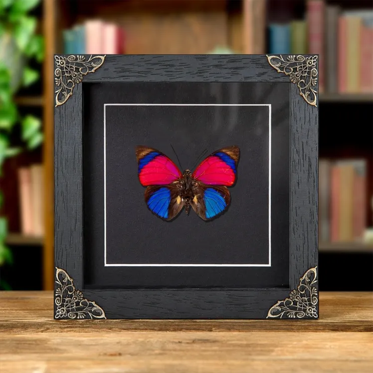 Claudina Agrias Butterfly In Baroque Style Frame (Agrias sardanapulis)