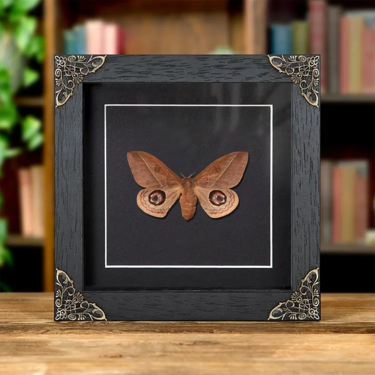 Leucanella viridescens Moth In Baroque Style Frame from Argentina