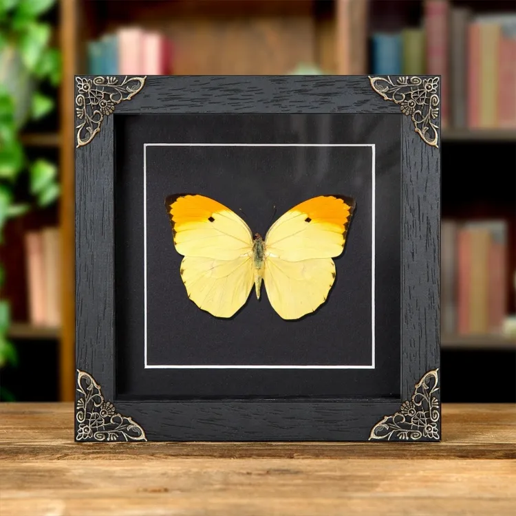 Orange-tipped Angled-sulphur Butterfly In Baroque Style Frame (Anteos menippe)