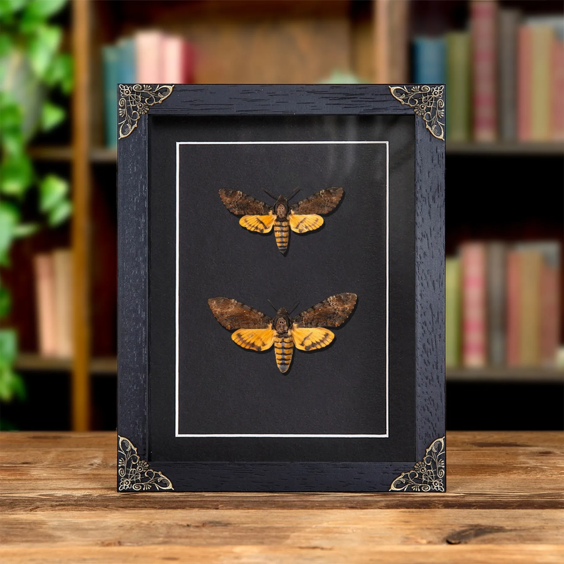 Minibeast Doodskop Mot Mannelijk & Vrouwelijk Paar in Barokstijl Lijst (Acherontia styx)