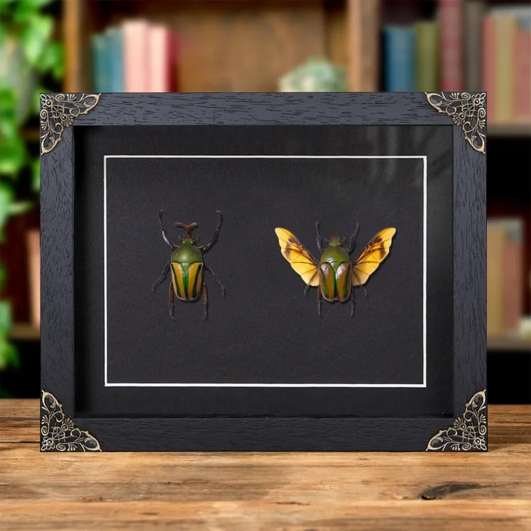 Flamboyant Flower Beetle Male & Female Pair In Baroque Style Frame (Eudicella gralli)