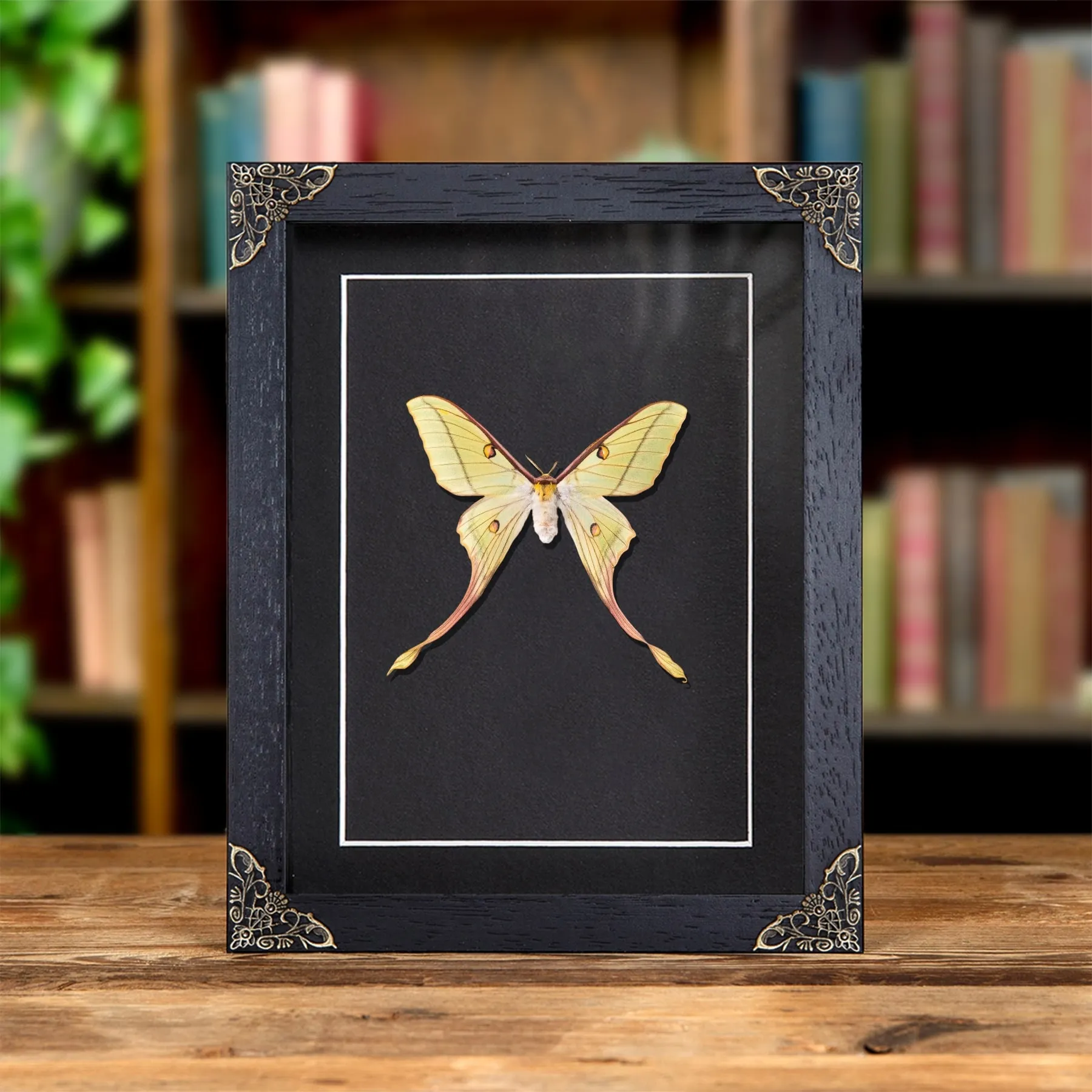 Minibeast Θηλυκό Υβριδικό Φεγγαρόσκωρο σε Κορνίζα Μπαρόκ (Actias dubernardi x Graellsia Isabellae)