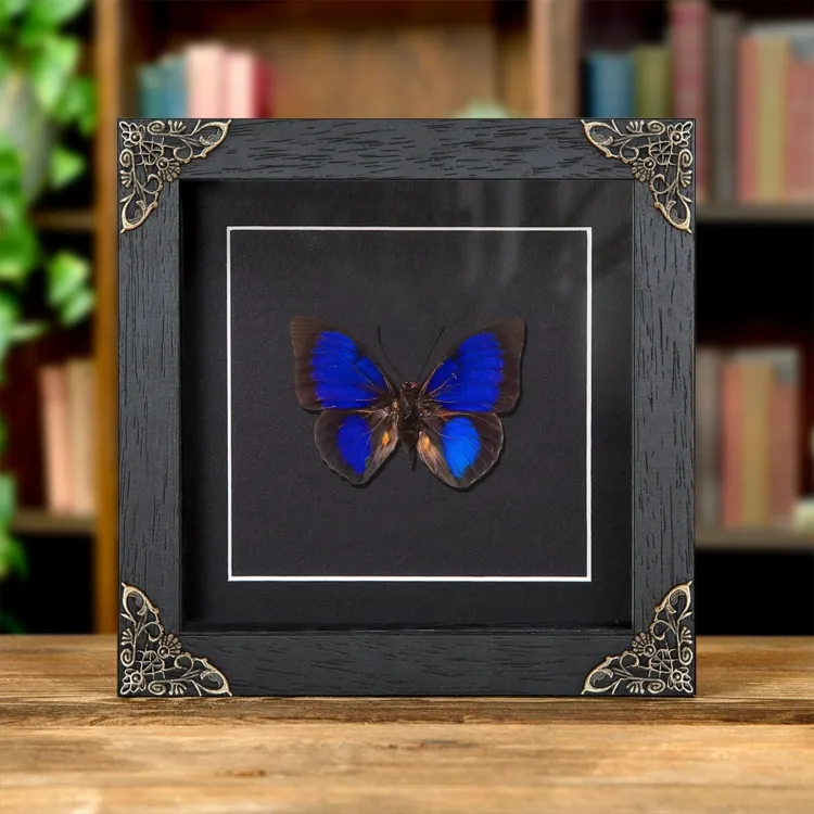 Blaue Agrias X Prepona Hybrid-Schmetterling in Barockem Rahmen (Agrias hewitsonis x prepona sp)