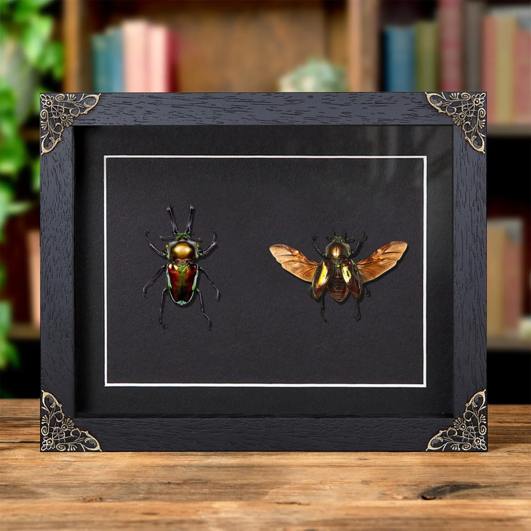 Rainbow Stag Beetle Male & Female Pair In Baroque Style Frame (Phalacrognathus muelleri) Minibeast Rainbow Stag Beetle Male & Female Pair In Baroque Style Frame (Phalacrognathus muelleri)