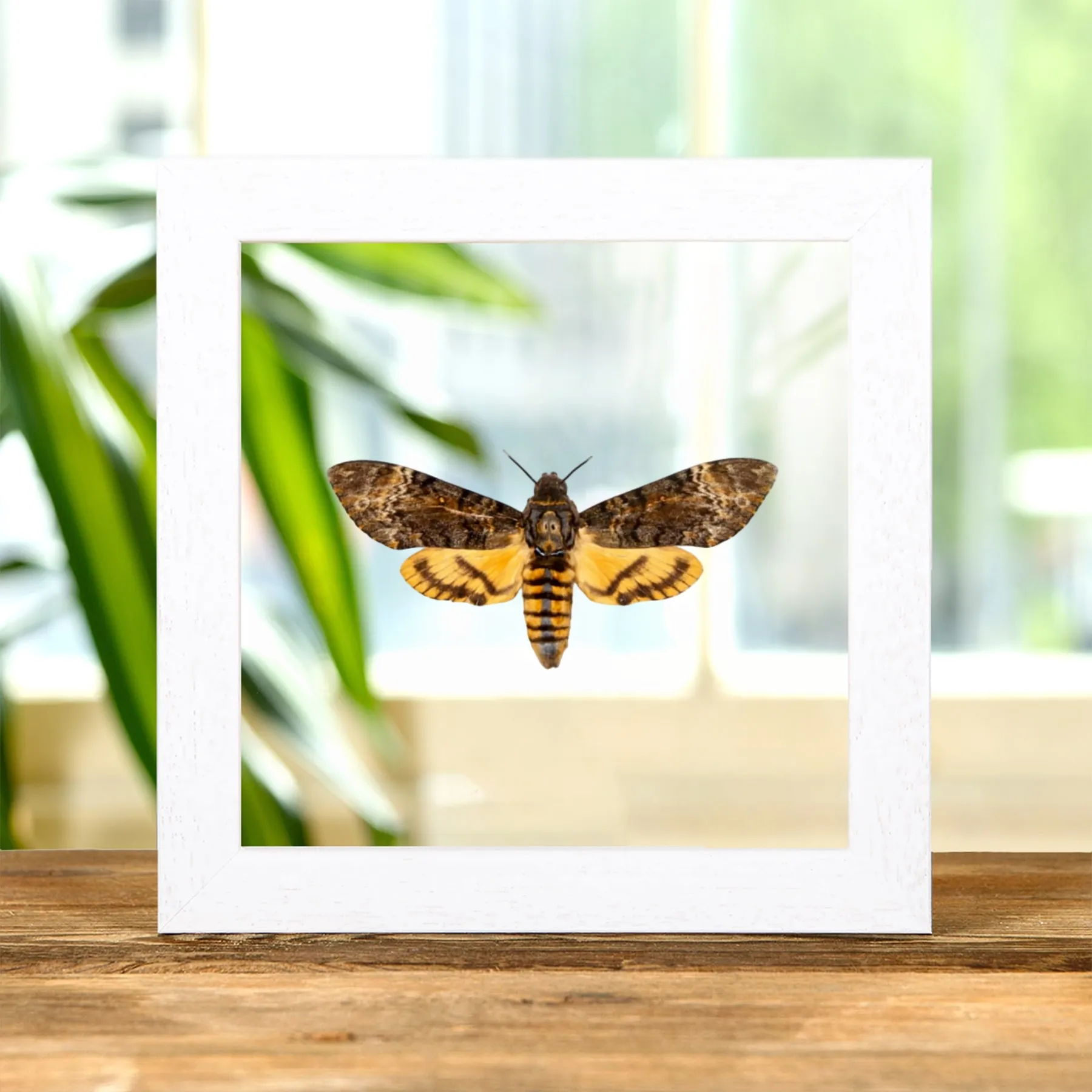 Minibeast Doodshoofdpijlstaart Stilte van de Lammeren in transparante glazen lijst (Acherontia styx)