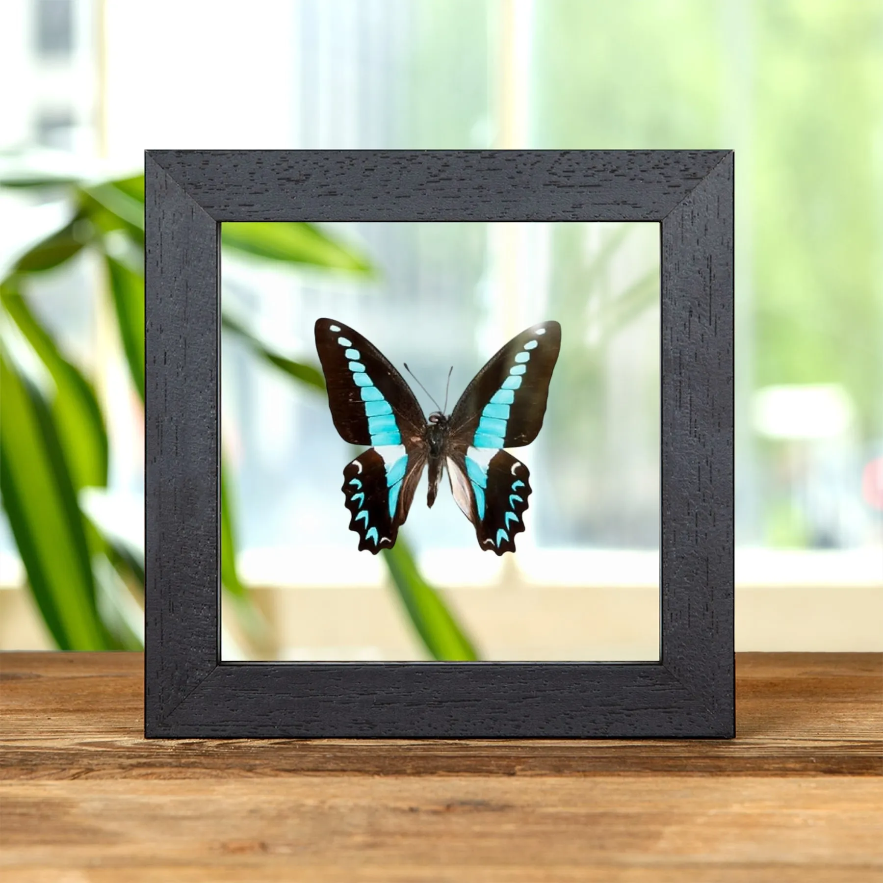 Minibeast Milons Schwalbenschwanz-Schmetterling im Transparenten Glasrahmen (Graphium milon)