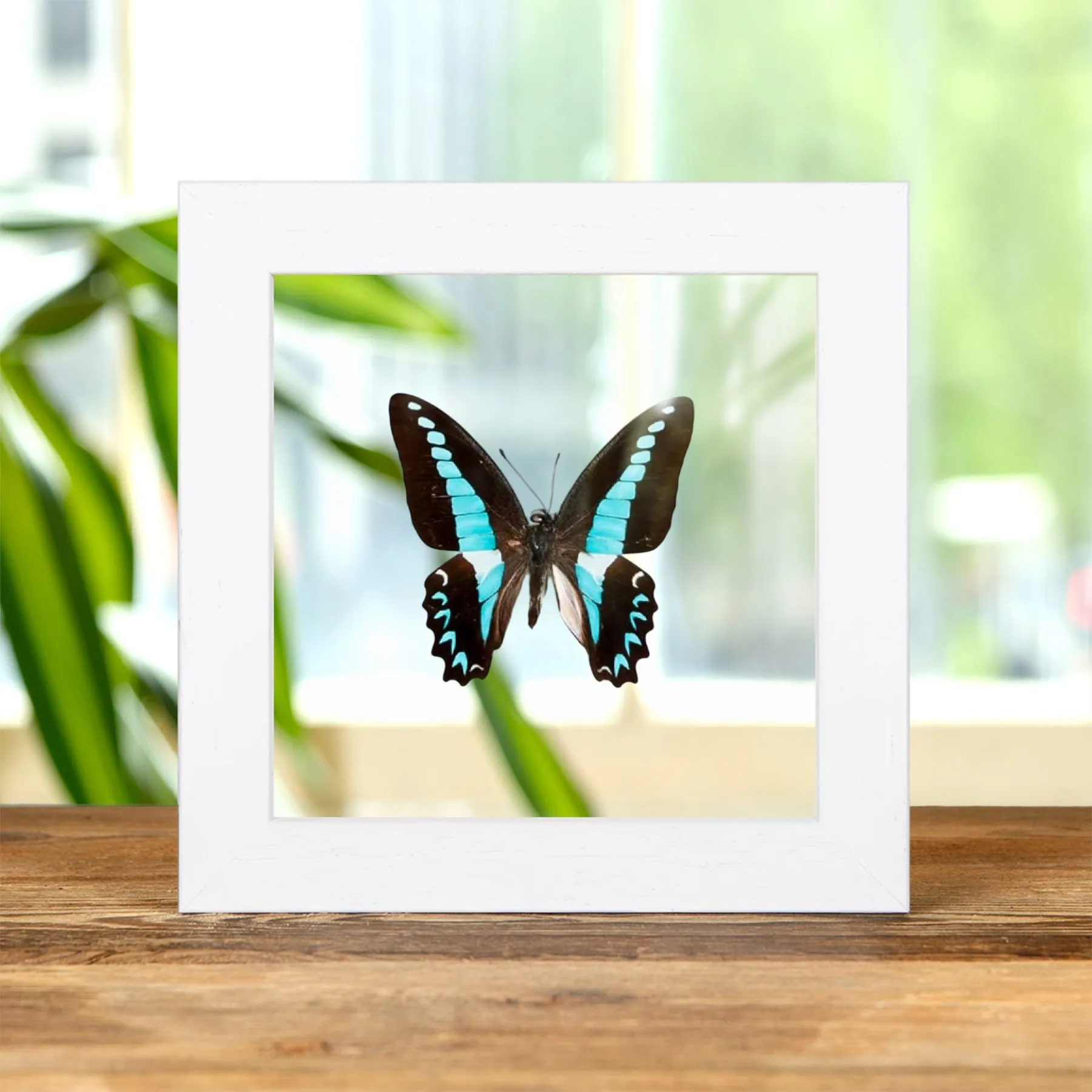 Minibeast Milons Schwalbenschwanz-Schmetterling im Transparenten Glasrahmen (Graphium milon)