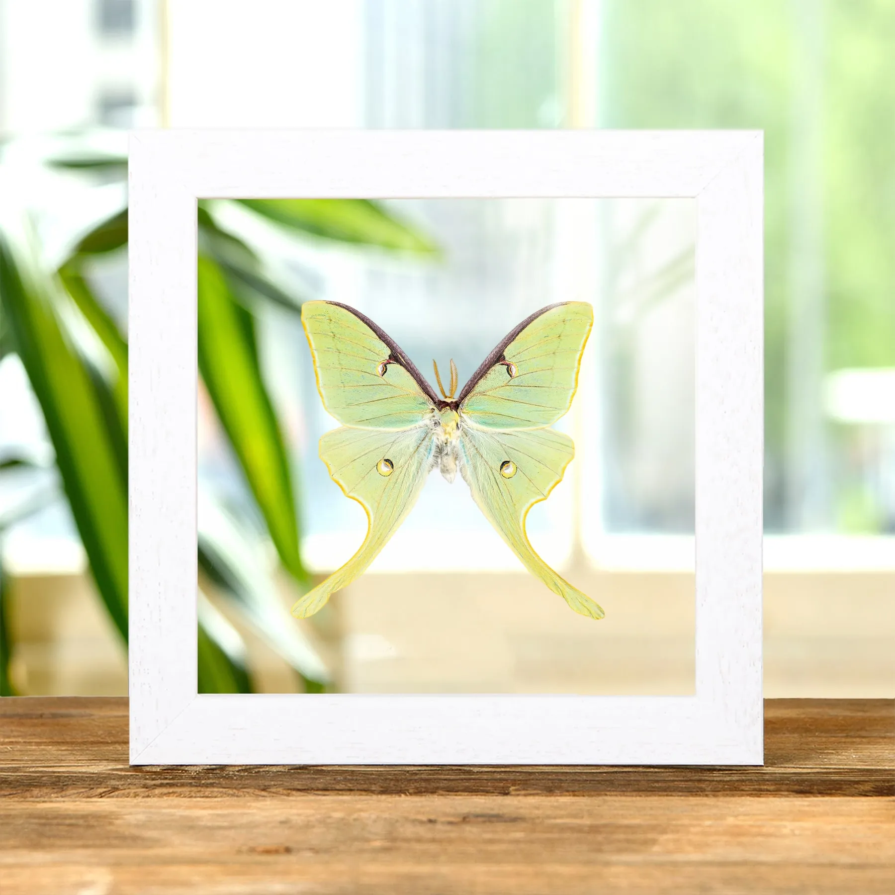 Minibeast Der Luna-Motte im Transparenten Glasrahmen (Actias luna)