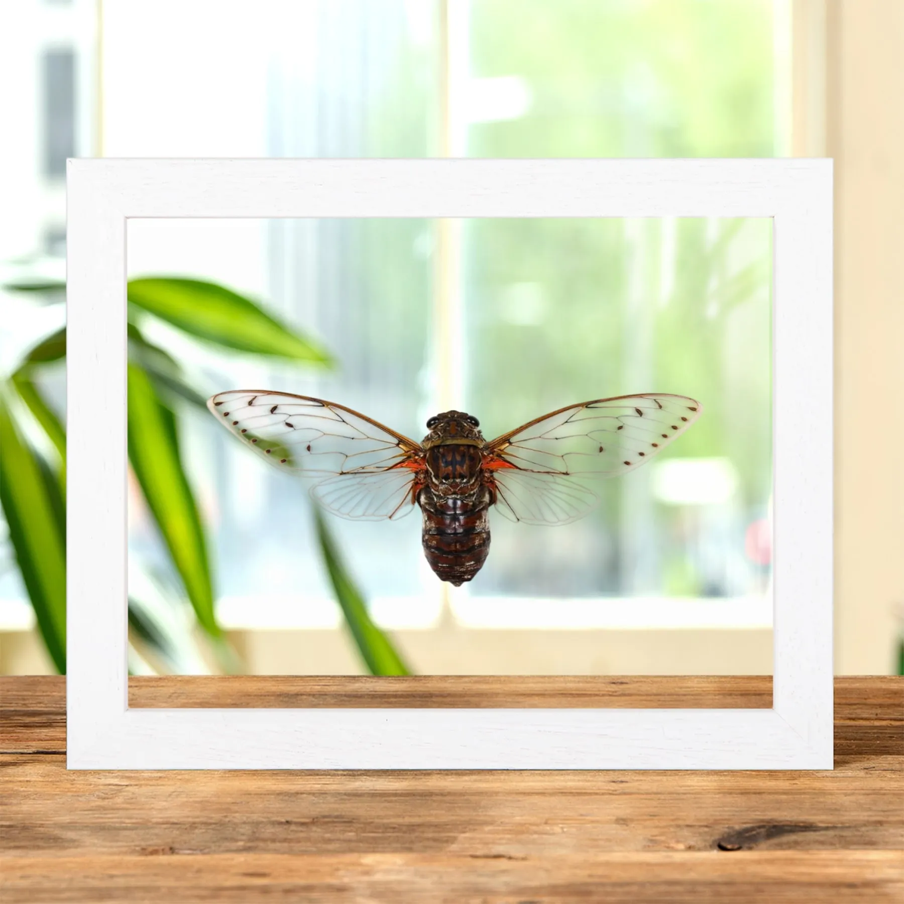 Minibeast Cicada Pomponia im Transparenten Glasrahmen aus Thailand