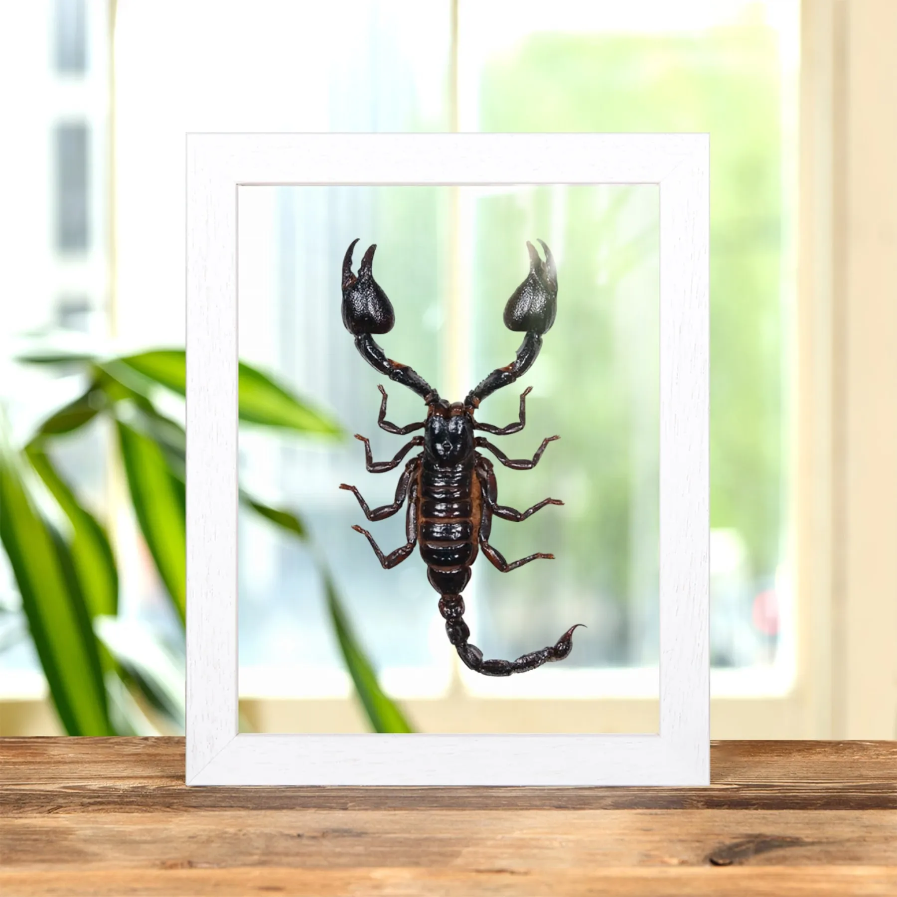 Minibeast Scorpione Gigante della Foresta in Cornice di Vetro Trasparente (Heterometrus)
