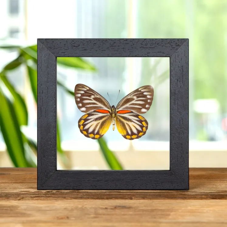 Female Delias Butterfly Ventral Side In Clear Glass Frame (Delias oraia lydia)