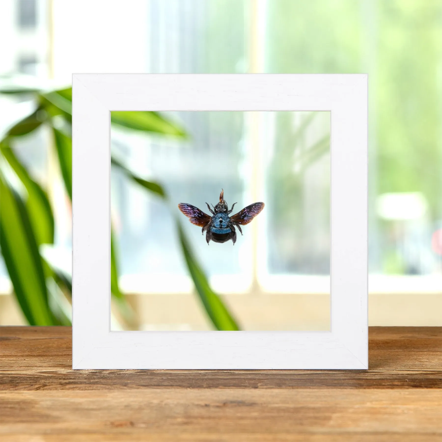 The Blue Carpenter Bee In Clear Glass Frame (Xylocopa caerulea) The Blue Carpenter Bee In Clear Glass Frame (Xylocopa caerulea)