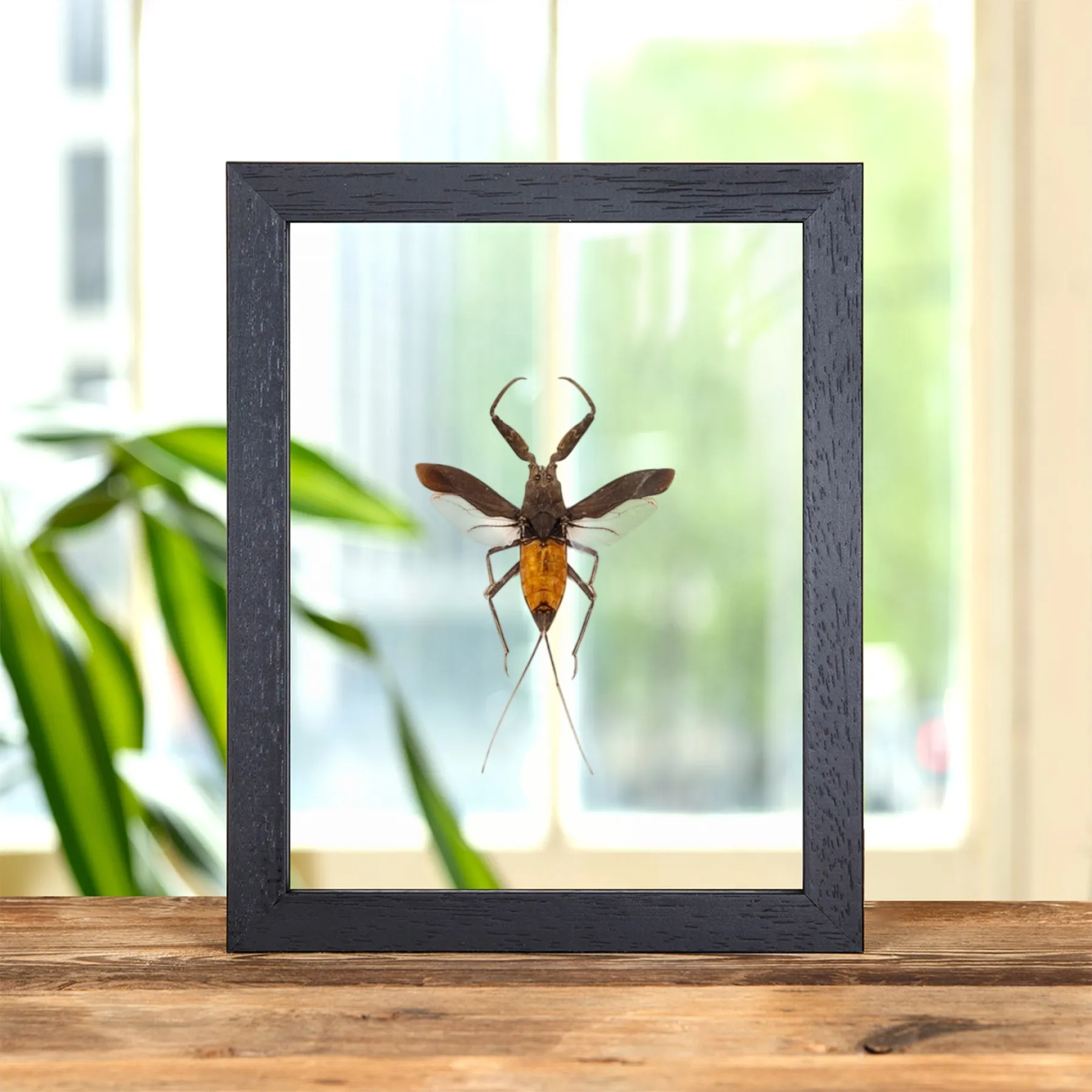 The Water Scorpion In Clear Glass Frame (Nepa cinerea) Minibeast The Water Scorpion In Clear Glass Frame (Nepa cinerea)