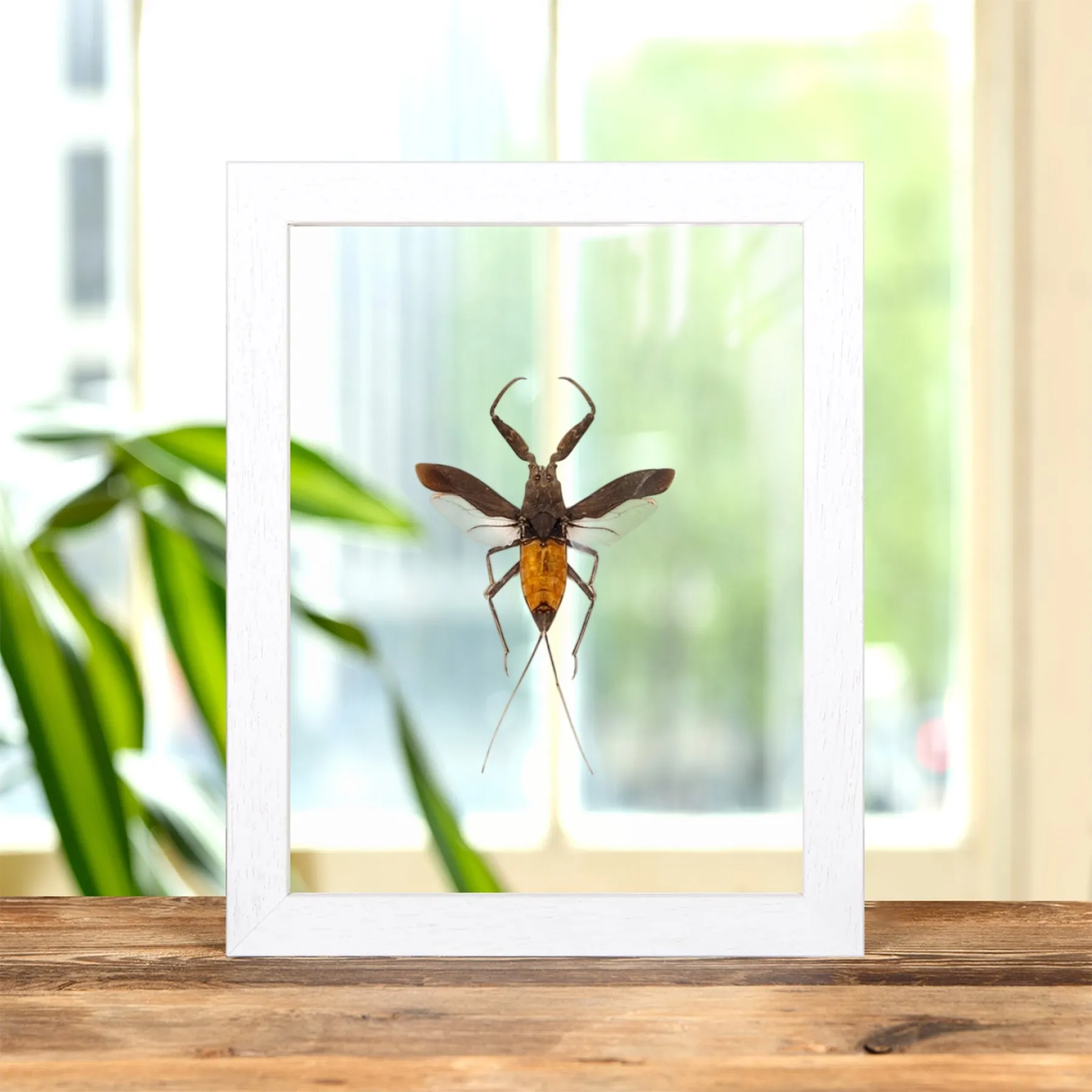 The Water Scorpion In Clear Glass Frame (Nepa cinerea) Minibeast The Water Scorpion In Clear Glass Frame (Nepa cinerea)