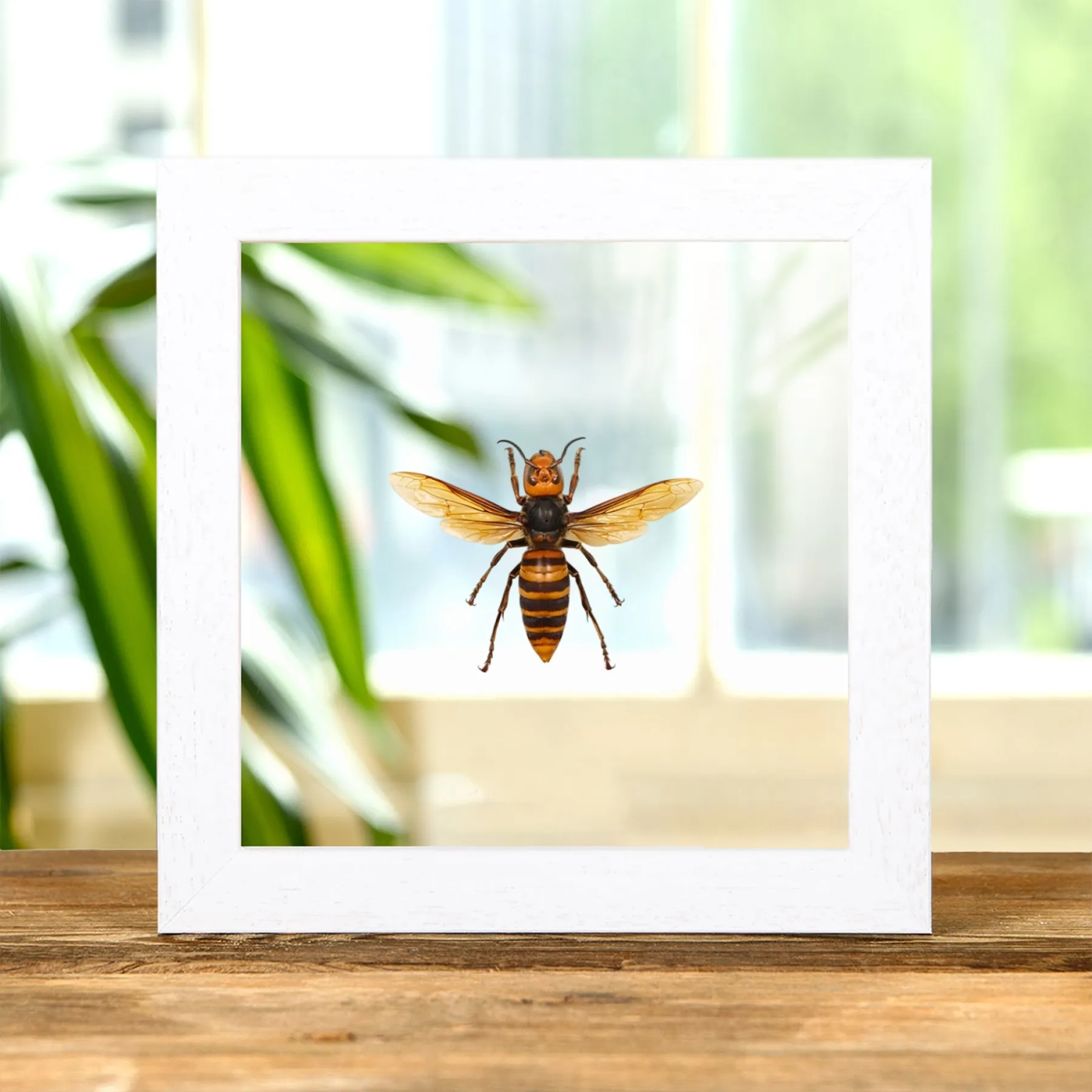 Minibeast Reine Frelon Géant Asiatique dans un Cadre en Verre Transparent (Vespa mandarinia)