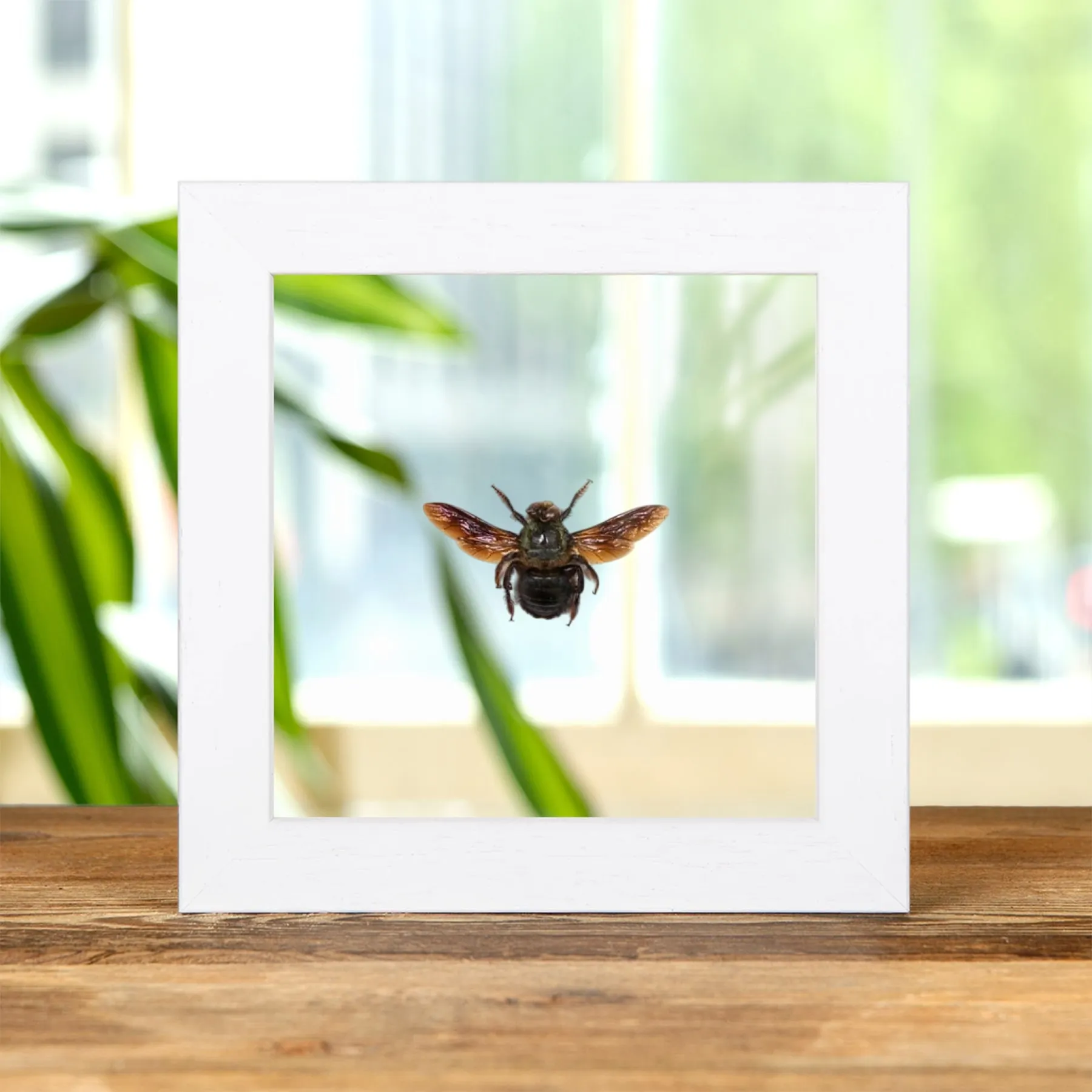 Minibeast Carpenter Bee In Clear Glass Frame (Xylocopa caerulea)