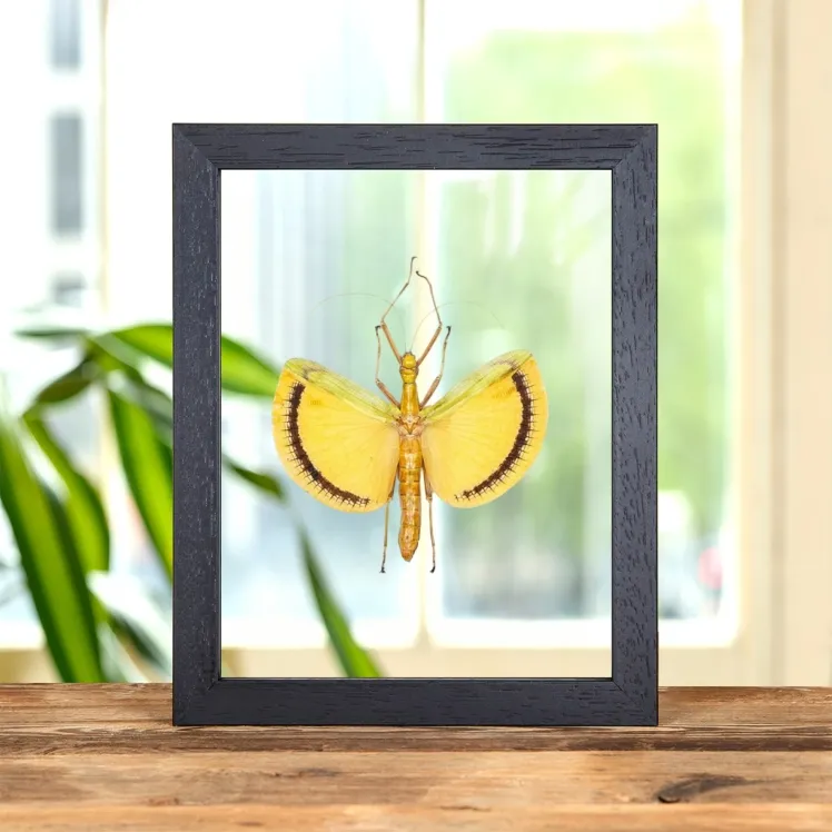 Winged Walking Stick Insect In Clear Glass Frame (Tagesoidea nigrofasciata)