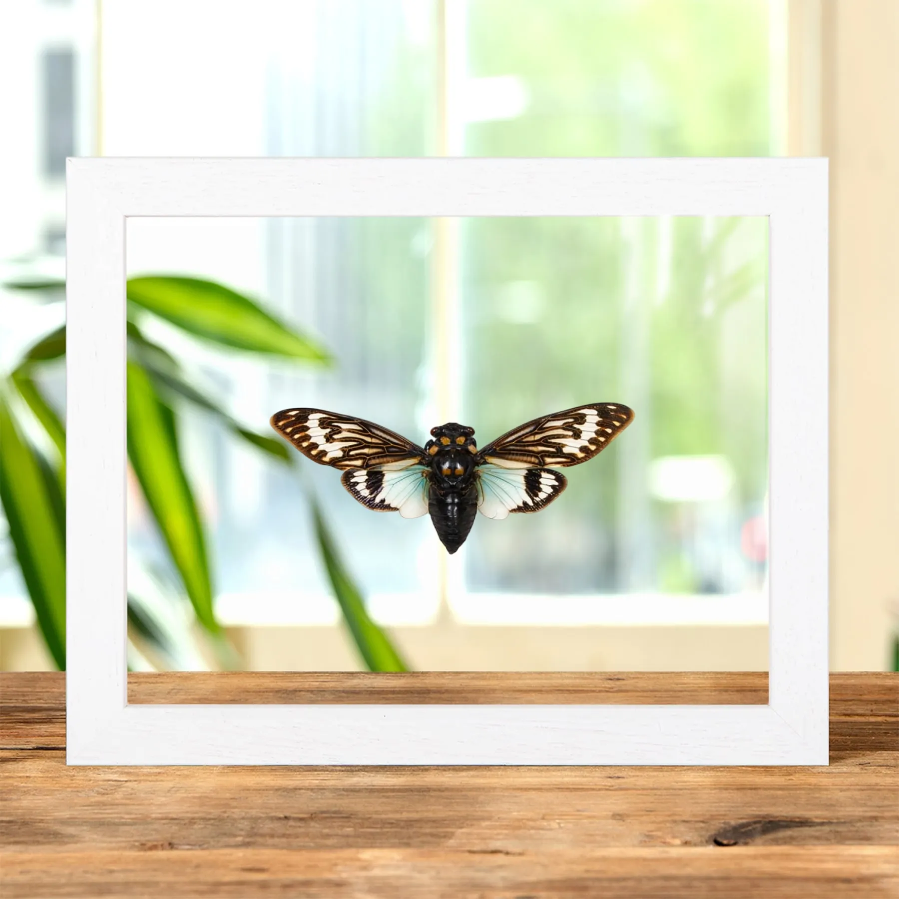 Minibeast Blue Cicada In Clear Glass Frame (Distantalna splendida)
