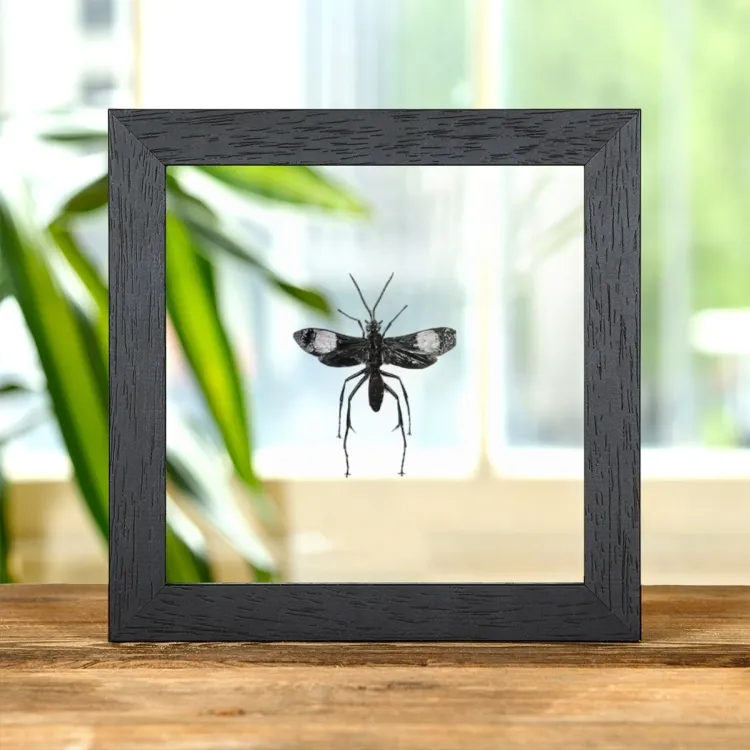 Pepsine Spider Wasp In Clear Glass Frame (Hemipepsis sp)