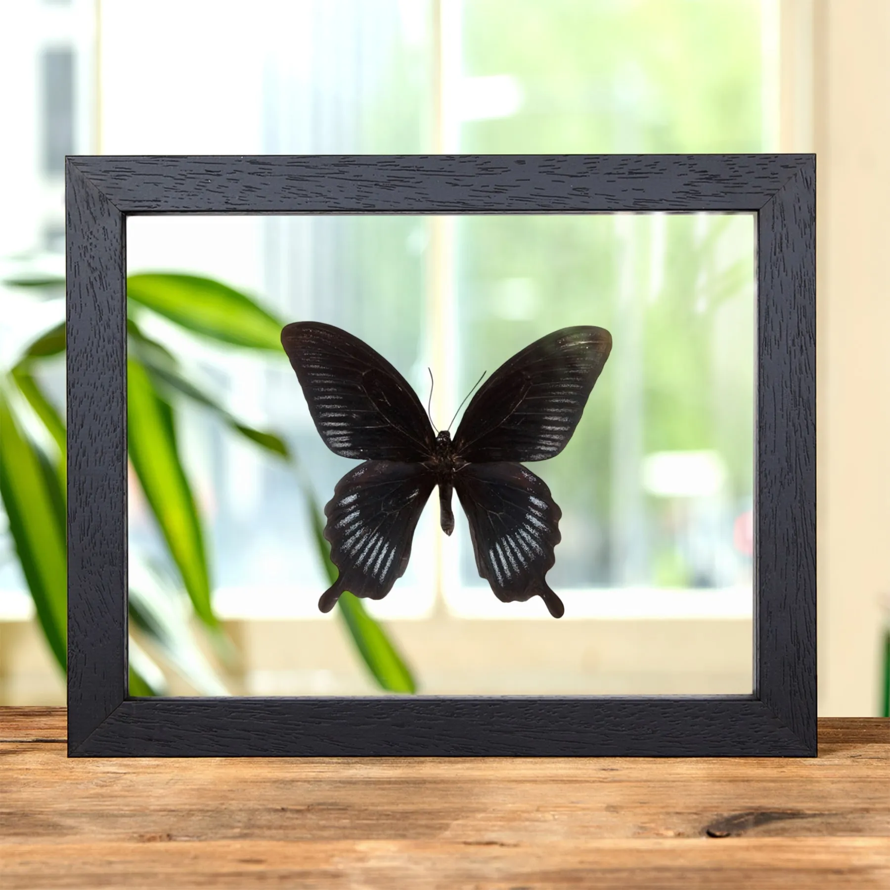 Swallowtail Butterfly In Clear Glass Frame (Papilio deiphobus) Minibeast Swallowtail Butterfly In Clear Glass Frame (Papilio deiphobus)