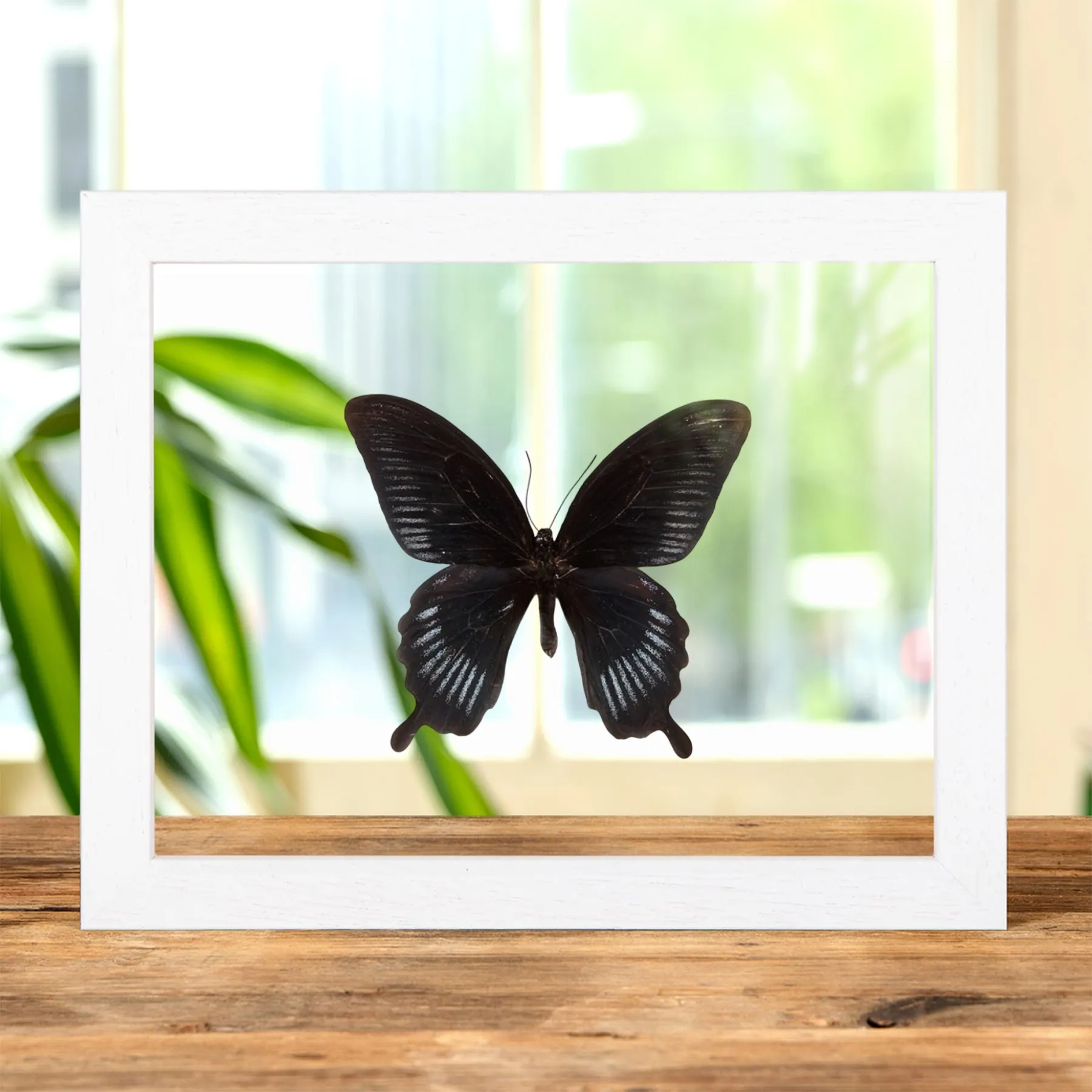 Swallowtail Butterfly In Clear Glass Frame (Papilio deiphobus) Minibeast Swallowtail Butterfly In Clear Glass Frame (Papilio deiphobus)