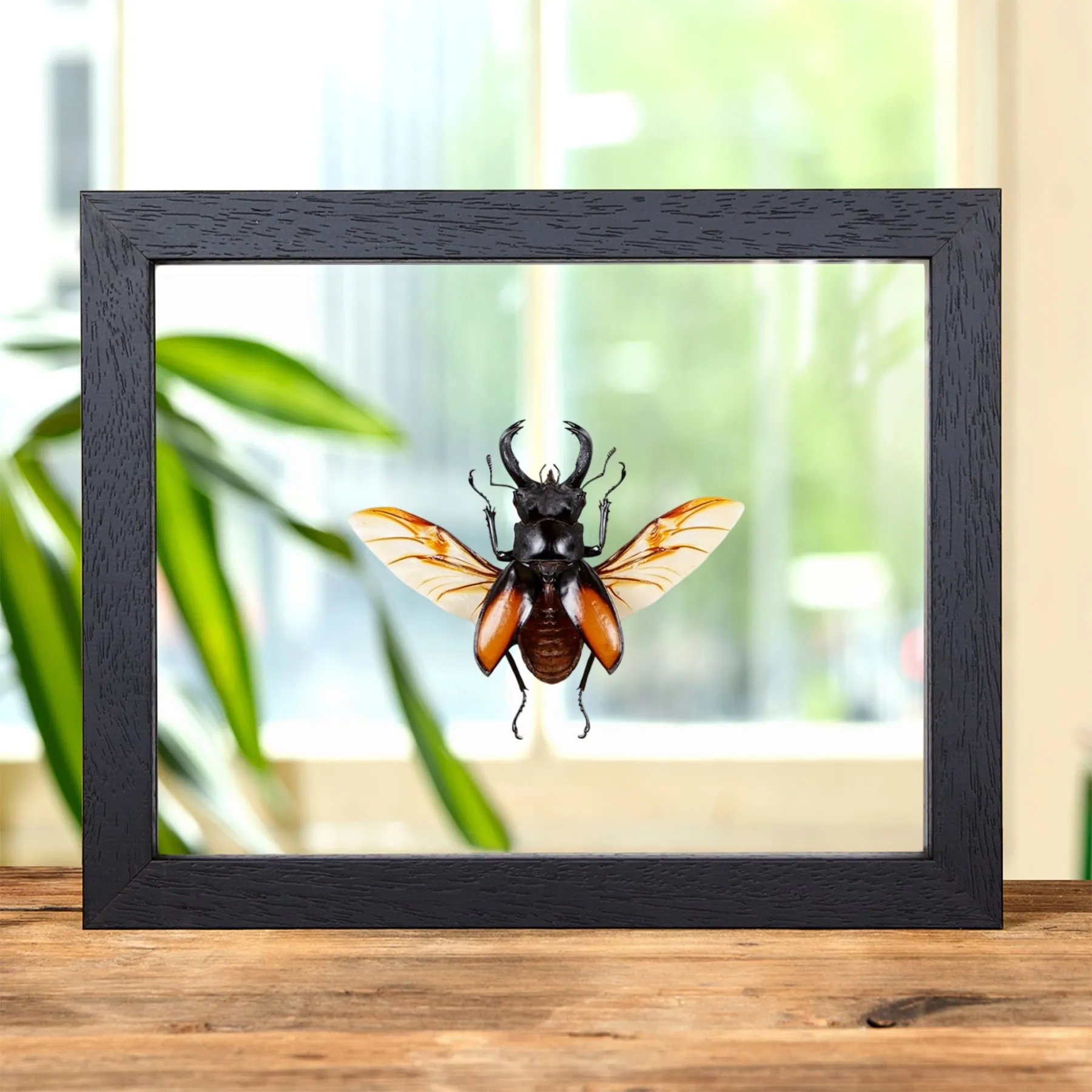 Minibeast Escarabajo Ciervo Gigante Luchador en Marco de Vidrio Transparente (Hexarthrius parryi)