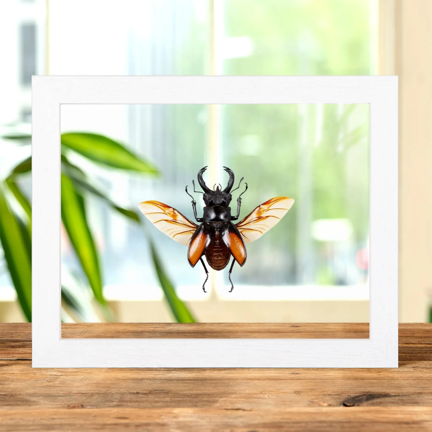 Minibeast Escarabajo Ciervo Gigante Luchador en Marco de Vidrio Transparente (Hexarthrius parryi)