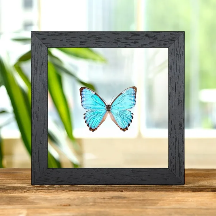 Papillon Thamyris Morpho dans un Cadre en Verre Transparent (Morpho portis)